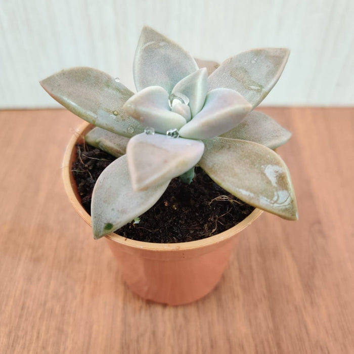 Graptopetalum Paraguayense (Ghost Plant) Small Succulent Plant