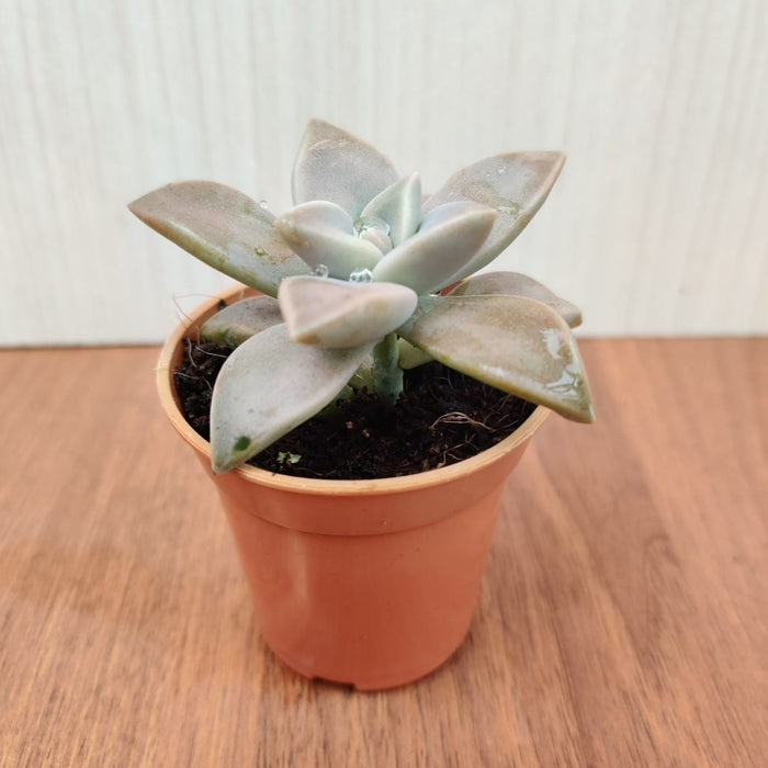 Graptopetalum Paraguayense (Ghost Plant) Small Succulent Plant