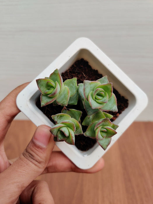 Crassula Perforata Green Ivory Towers Succulent Plant