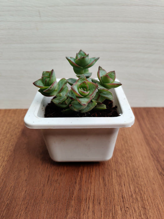 Crassula Perforata Green Ivory Towers Succulent Plant