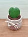  Heart Leaf Hoya - Romantic Gift for Home and Office Decor