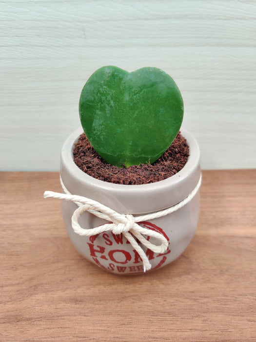  Low Maintenance and Adorable - Heart Shaped Hoya Leaves
