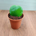 Hoya Heart Green Small Succulent Plant