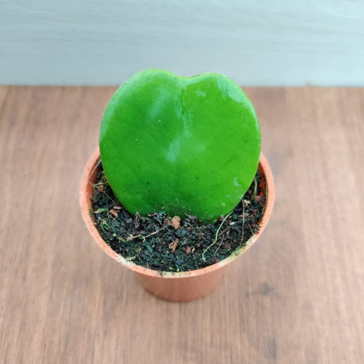 Hoya Heart Green Small Succulent Plant