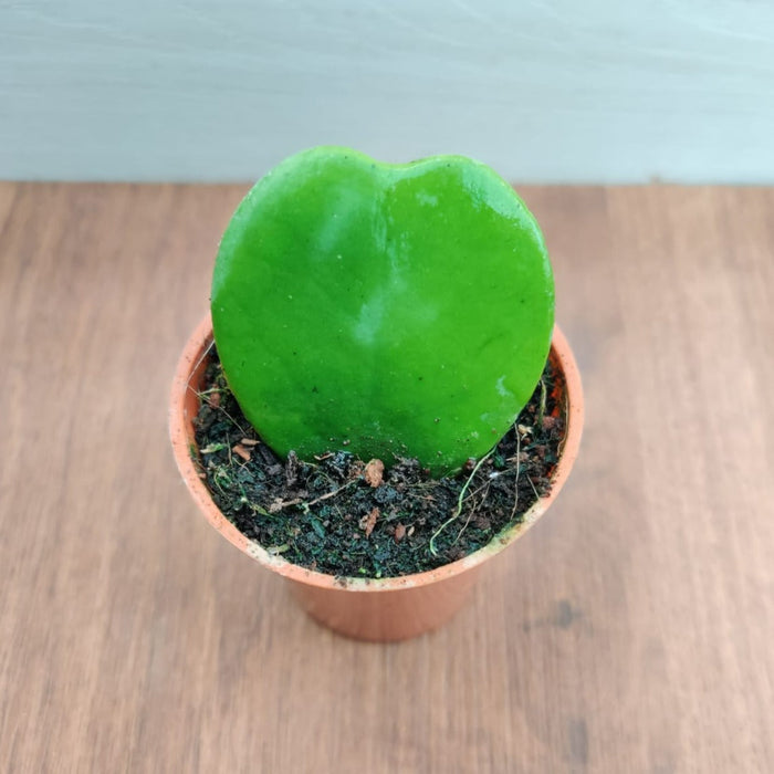 Hoya Heart Green Small Succulent Plant