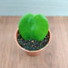 Hoya Heart Green Small Succulent Plant