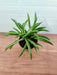 Peperomia Ferreyrae Small Succulent Plant 2
