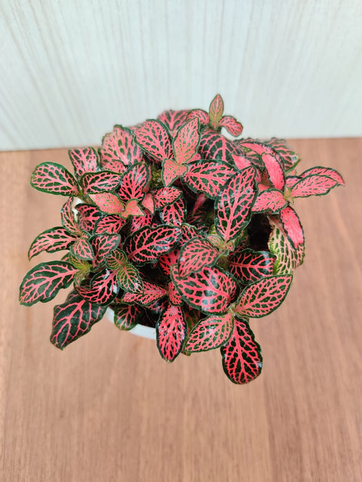Fittonia Red Cloud Plant
