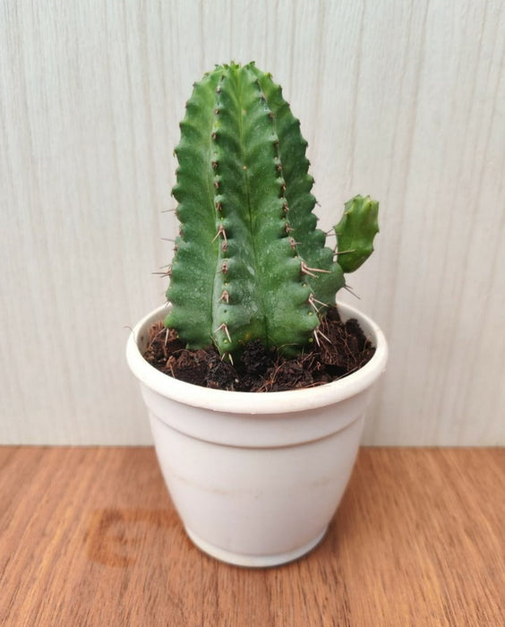 Euphorbia Anopolia Cactus