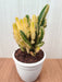 Home decorative tall cactus in white pot