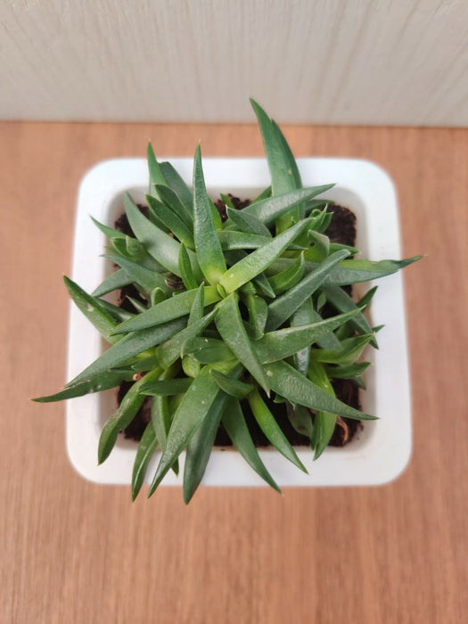Haworthia Pentagona Small Succulent Plant