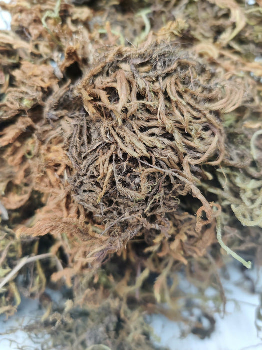 Spagnum Moss