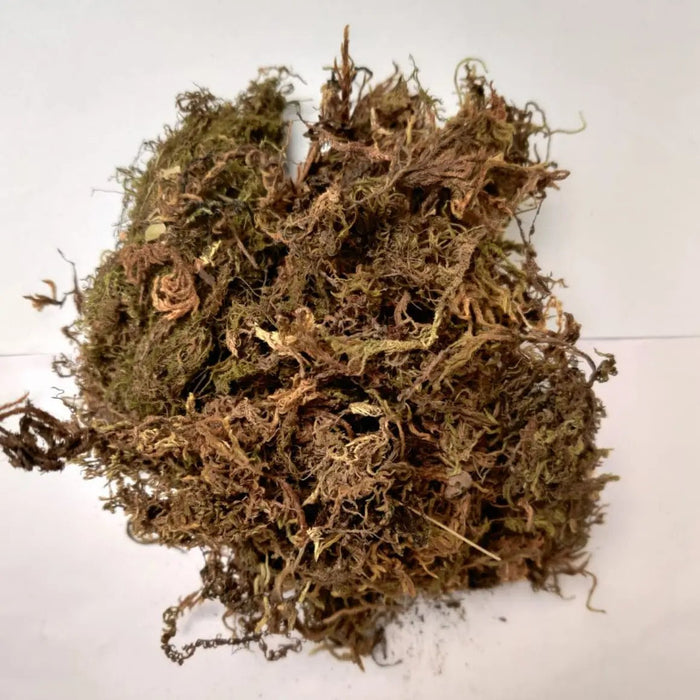 5 Kg Sphagnum Moss Online in India