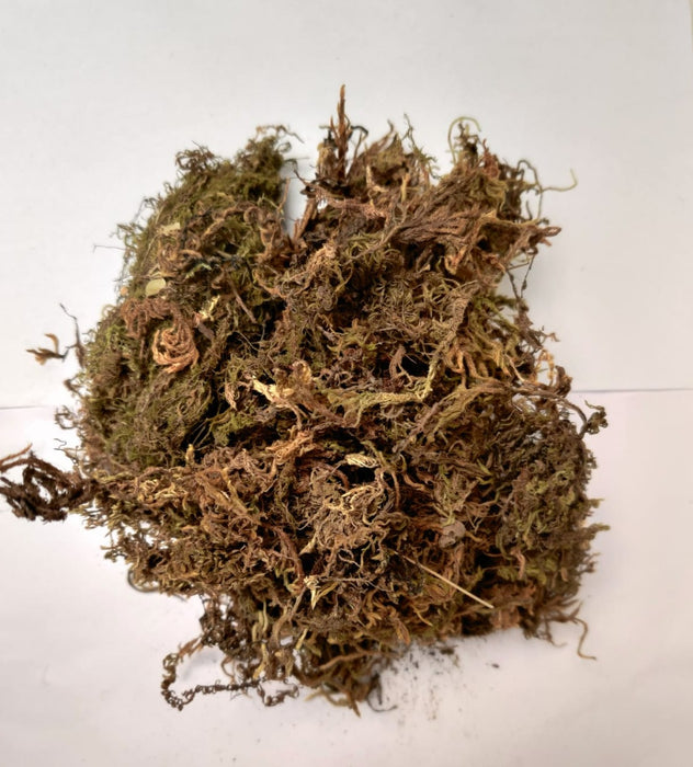 10 Kg Sphagnum Moss