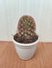 Cacti Mammillaria Carmenae Rubrispina Non-Grafted Cactus
