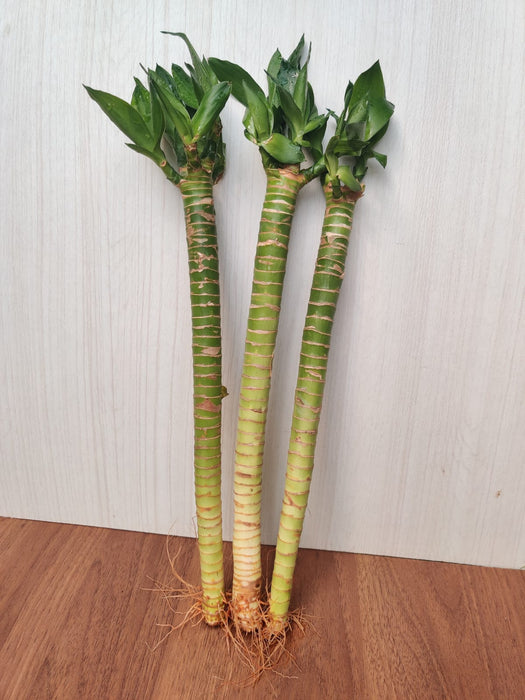 lotus lucky bamboo Lotus Bamboo Live Plants 30 cm (6 Sticks)