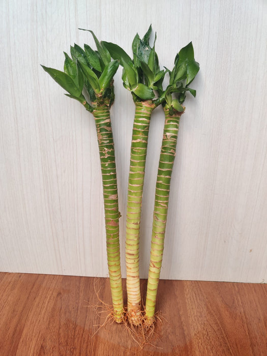 Lotus Bamboo Live Plants 30 cm (3 Sticks)