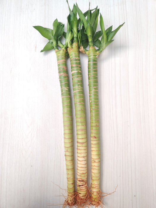 Lotus Bamboo Live Plants 30 cm (24 Sticks)