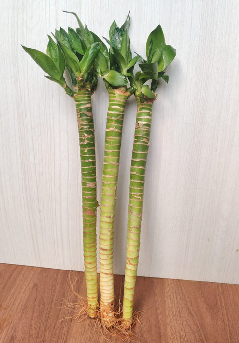 Lotus Bamboo Live Plants 30 cm (24 Sticks)