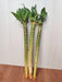 Lotus Bamboo Live Plants 30 cm (12 Sticks)