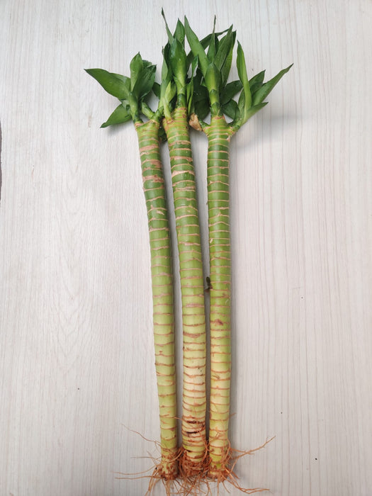 Lotus Bamboo Live Plants 30 cm (6 Sticks)