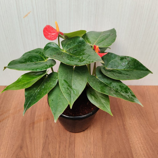 Anthurium Red Color Plant