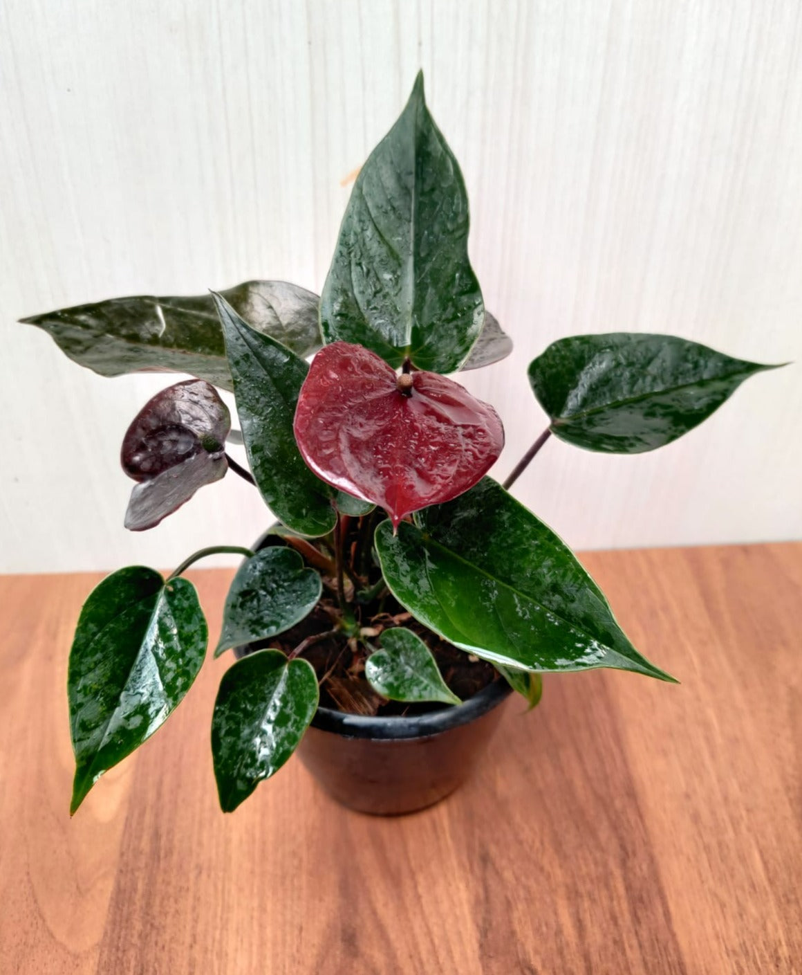 Anthurium Black Color Plant – ChhajedGarden.com