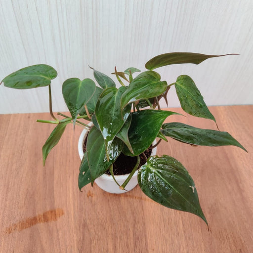 Philodendron Scandens Red Plant