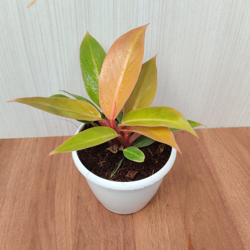 Philodendron Sunshine Plant