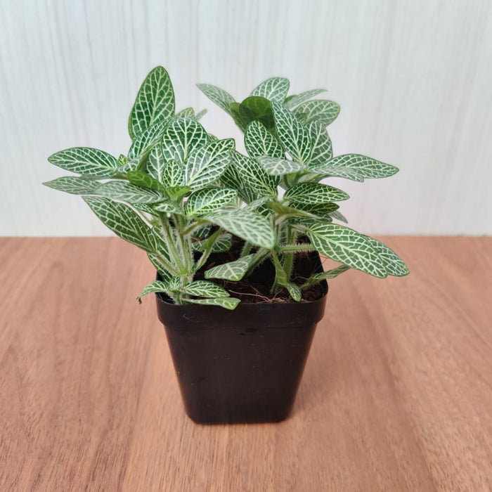 Fittonia Small Starlight Green Plant