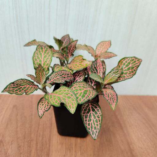 Fittonia Albivenis ‘Mosaic’ Red-Green Plant