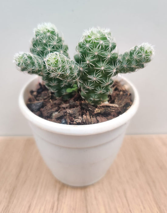 Mammillaria Gracilis Non-Grafted Cactus