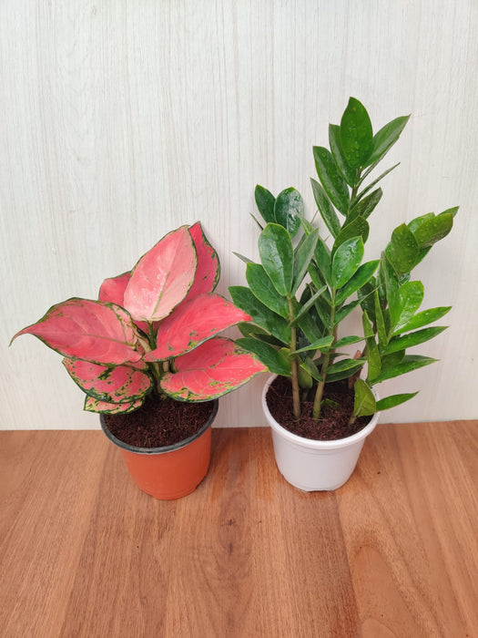 Air Purifire Foliage Aglaonema And Low maintenance ZZ Plant ( Pack Of 2 ) For Home , Office And Gift