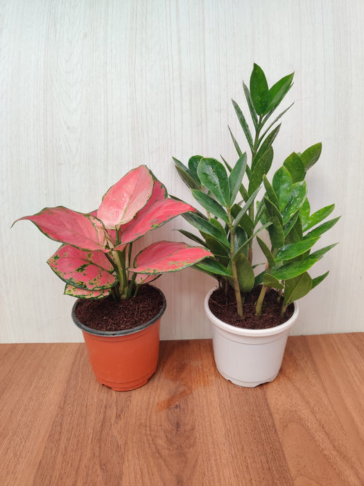 Air Purifire Foliage Aglaonema And Low maintenance ZZ Plant ( Pack Of 2 ) For Home , Office And Gift