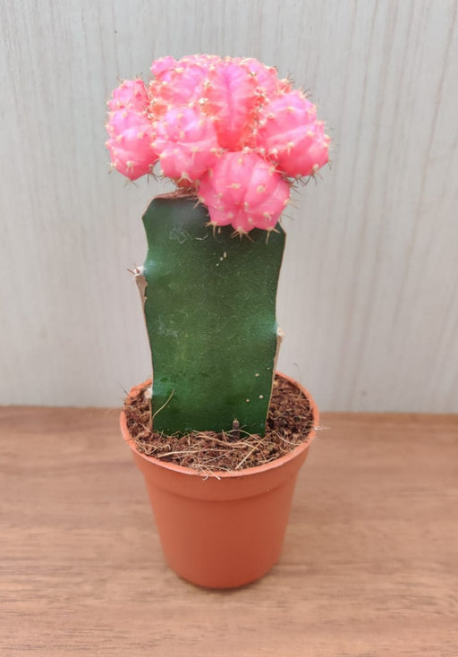 Pink Moon Cactus | Gymnocalycium Mihanovichii Var.Friedrichii (Small)