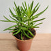 Senecio Barbertonicus Small Succulent Plant