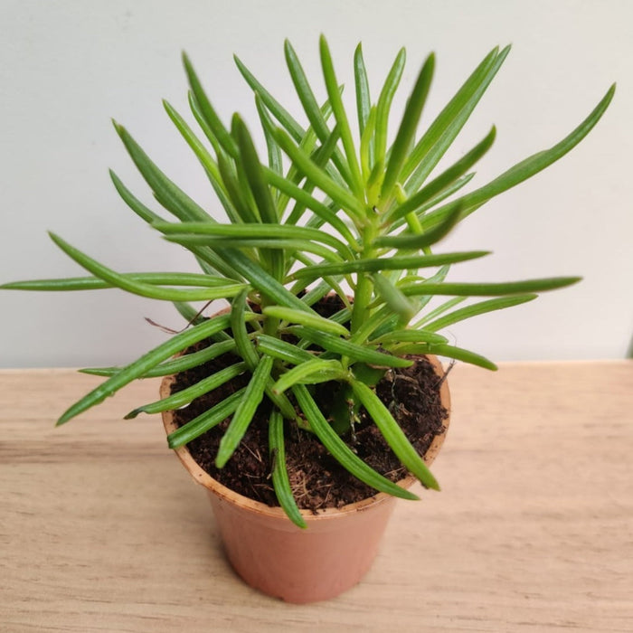 Senecio Barbertonicus Small Succulent Plant