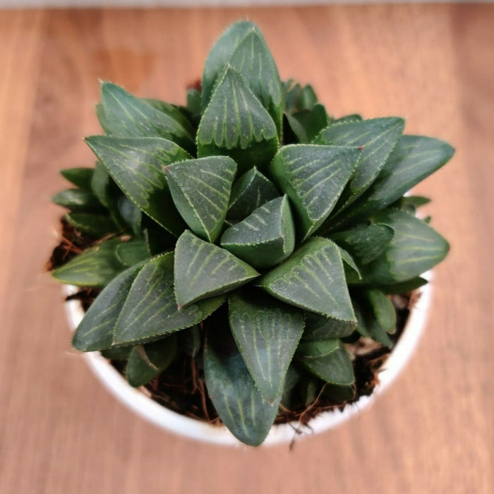 Haworthia Mutica Succulent Plant