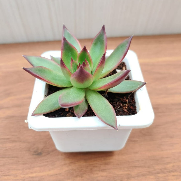 Echeveria 'Benimusume' Succulent Plant
