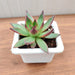 Echeveria 'Benimusume' Succulent Plant