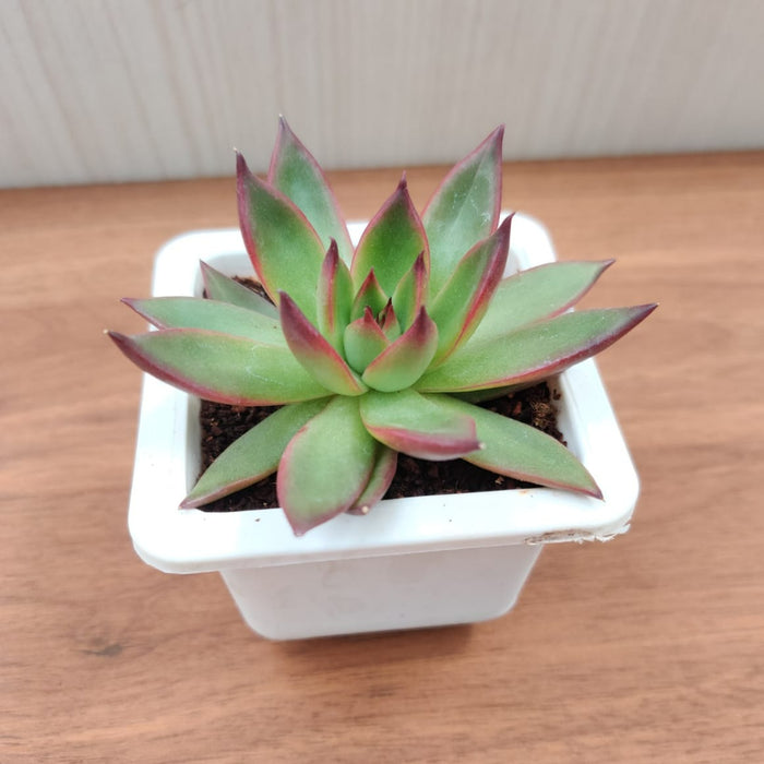 Echeveria 'Benimusume' Succulent Plant
