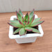 Echeveria 'Benimusume' Succulent Plant