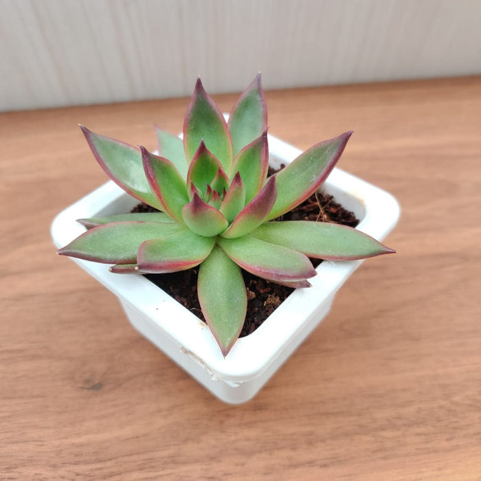 Echeveria 'Benimusume' Succulent Plant