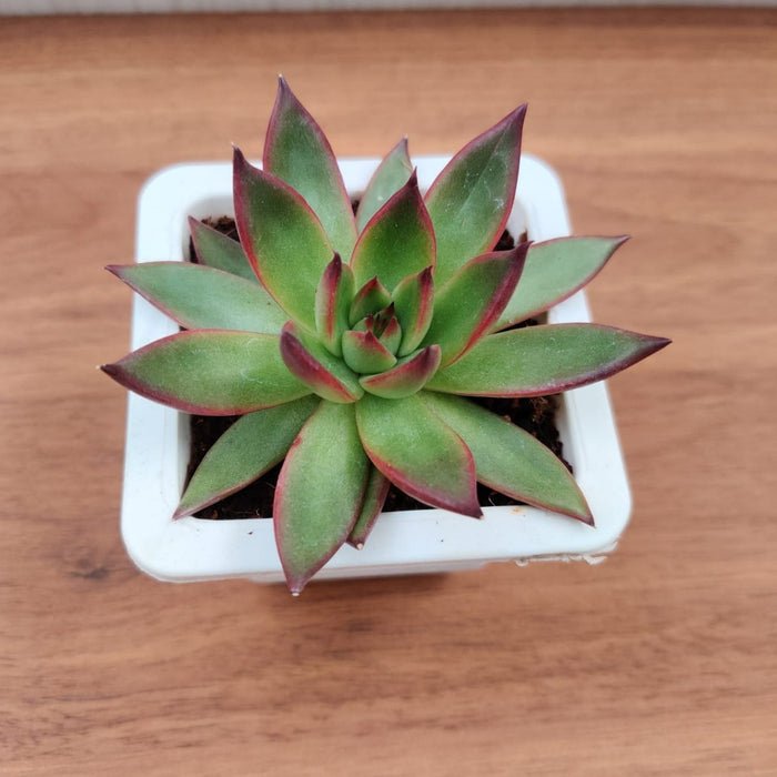 Echeveria 'Benimusume' Succulent Plant