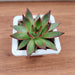 Echeveria 'Benimusume' Succulent Plant