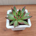 Echeveria 'Benimusume' Succulent Plant