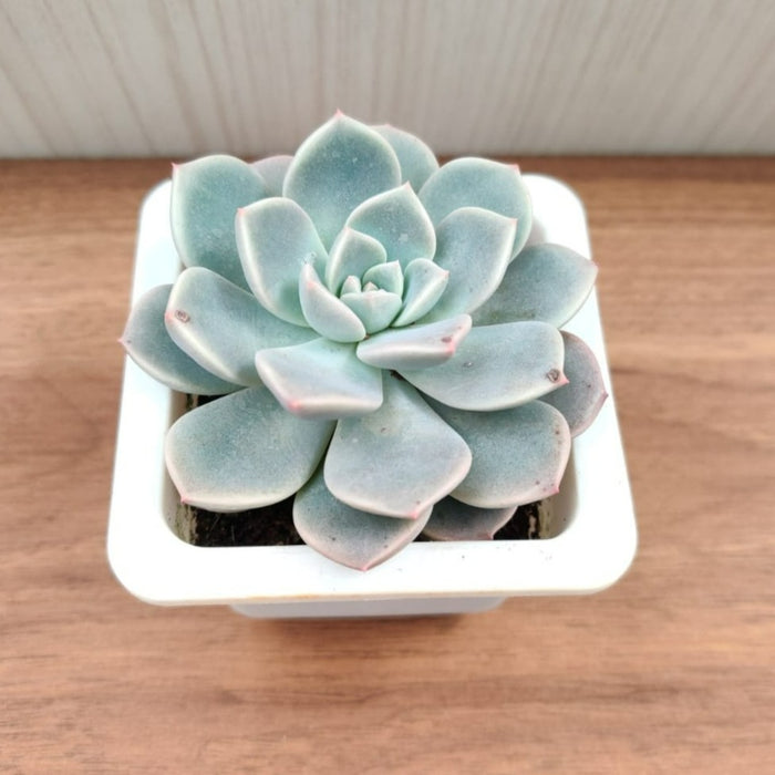 scheideckeri succulent Buy Pachyveria Scheideckeri Succulent Plant Online in India – ChhajedGarden.com