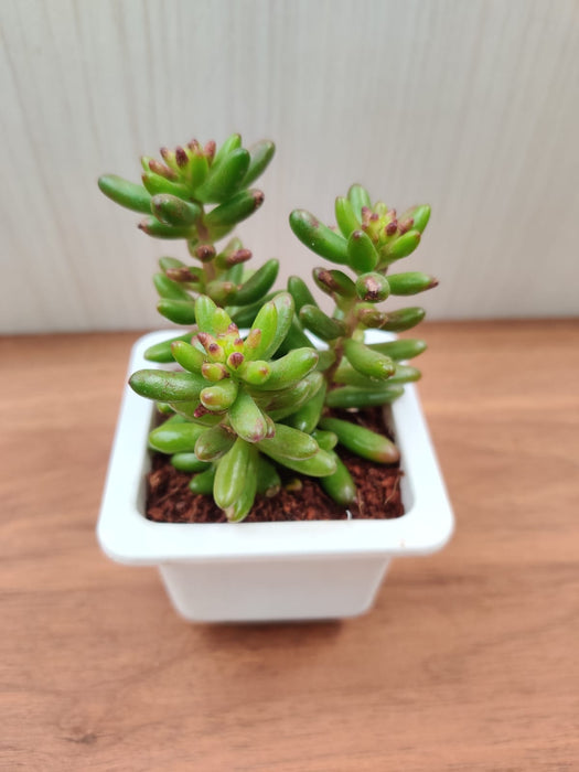 jelly bean plant indoors Sedum Rubrotinctum Jelly Bean Small Succulent Plant