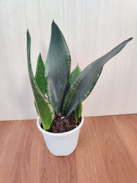 Compact Indoor Sansevieria Whitney with lush green leaves