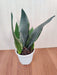 Compact Indoor Sansevieria Whitney with lush green leaves